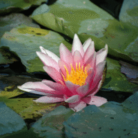 Intuitive Readings